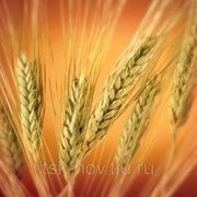 Пшеница, зерно