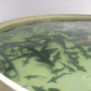 Круглый рыбоводный бассейн фото
