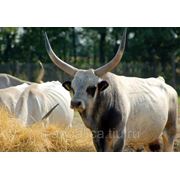 Венгерский серый рогатый скот фото
