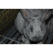 Кролик большое светлое серебро