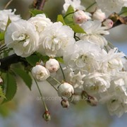 Слива Prunus Avium 60-90