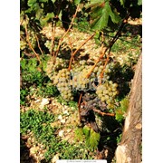 Саженцы винограда винных сортов фото