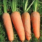 Морковь сорт Кордоба фото