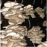 Мицелий грибной