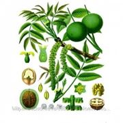Грецкого ореха лист, листья, 50г фотография
