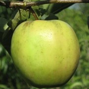 Саженцы яблонь Голден резистент фото