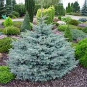 Ель обыкновенная Picea Abies Excelsa 30-50