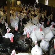 Продажа индюков живым весом от 12 кг. фото