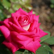 Чайно-гибридная роза Акапелла фото