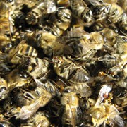 Пчелиный подмор купить в Донецке (Хитозан – подмор пчел) фото