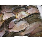 Переработка рыбной продукции фото