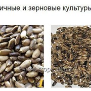 Семена(плоды) Расторопши пятнистой - Milk Thistle (Silybum marianum) Seeds фото