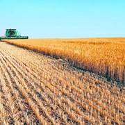 Пшеница на экспорт - Агросфера БМ