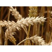 Семена яровой пшеницы фото