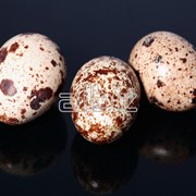Яйца перепелиные фото
