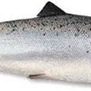 Рыба Сёмга 9+ кг фото