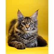 Котята Мейн-кун фотография