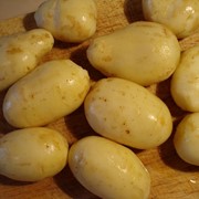 Купить картофель оптом Украина фотография