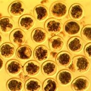 Эмбрионы крупного рогатого скота фото