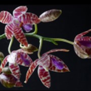 Орхидея Phalaenopsis (hieroglyphica x mariae) Орхидея Фаленопсис (лат. Phalaenopsis)