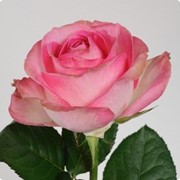 Роза розовая в Украине фото