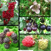 Саженцы ягодных кустарников фото