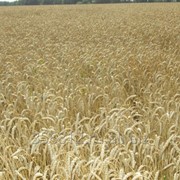 Пшеница озимая сорт Скипетр Элита фото