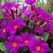 Семена цветов Примулы Пионер F1 100 шт. розовый фото