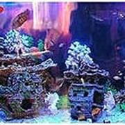 Пресноводные аквариумы фото