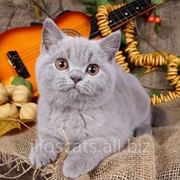Лиловый британский кот Мегрэ фотография