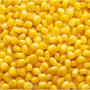 Кукуруза в Казахстане