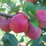 Эко-продукт яблоки сорта «Фуджи»