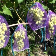 Защитная сетка для гроздей винограда фото