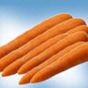Морковь сушеная фото