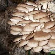 Вешенка оптом грибы