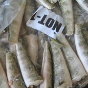 Нототения фото