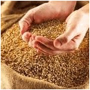Закупка и хранение зерна фото