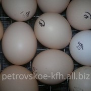 Инкубационное яйцо Соbb-500 чешское,суточный и подрощенный молодняк