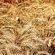 Пшеница озимая , сорт Дончанка 3 фото