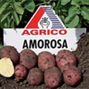 Картофель АГРИКО Амороза (Amorosa) - среднеранний