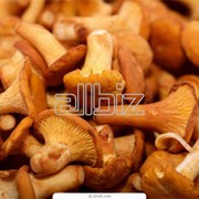 Переработка грибов фотография