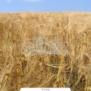 Пшеница фуражная 1 класс