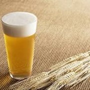 Солод пшеничный пивоваренный-светлый (СПП-С) фото