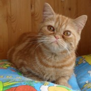 Шотландская кошечка - красный мрамор, подрощенная фото