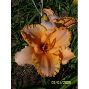 Лилейник “Pure end Simple“ - Hemerocallis “ Pure end Simple“,фото, каталог, описание фото