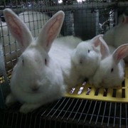 Кролики молодняк