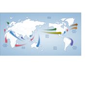 Международные морские перевозки импорт/экспорт