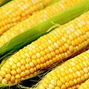 Гибридная кукуруза