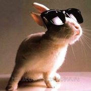 Кролиководческая ферма фото