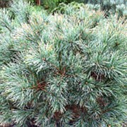 Сосна Веймутова Блу Шег (Pinus strobus 'Blue Shag') фото